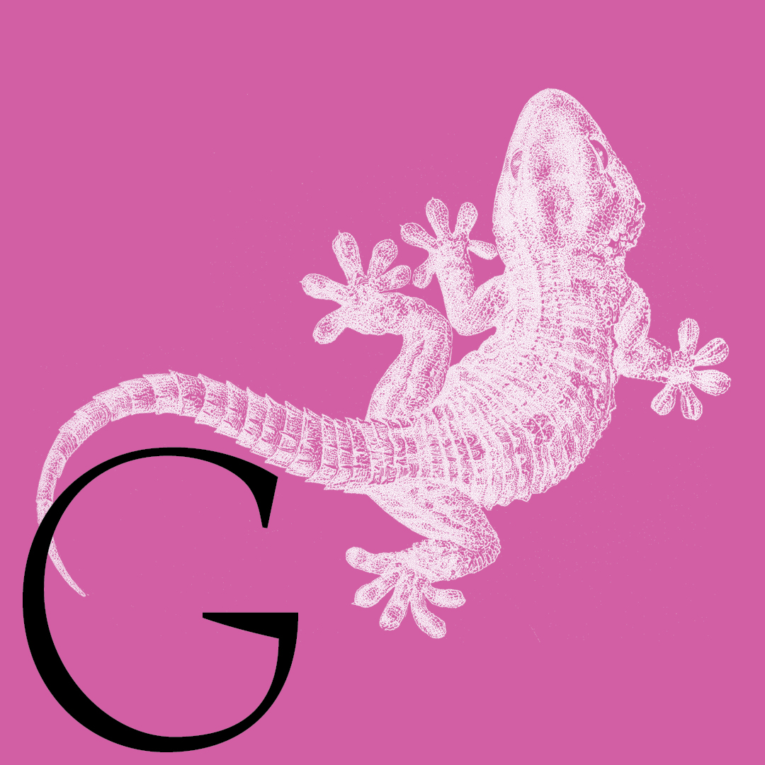 Gecko–From the Granite Bay Graphic Design Animal Alphabet