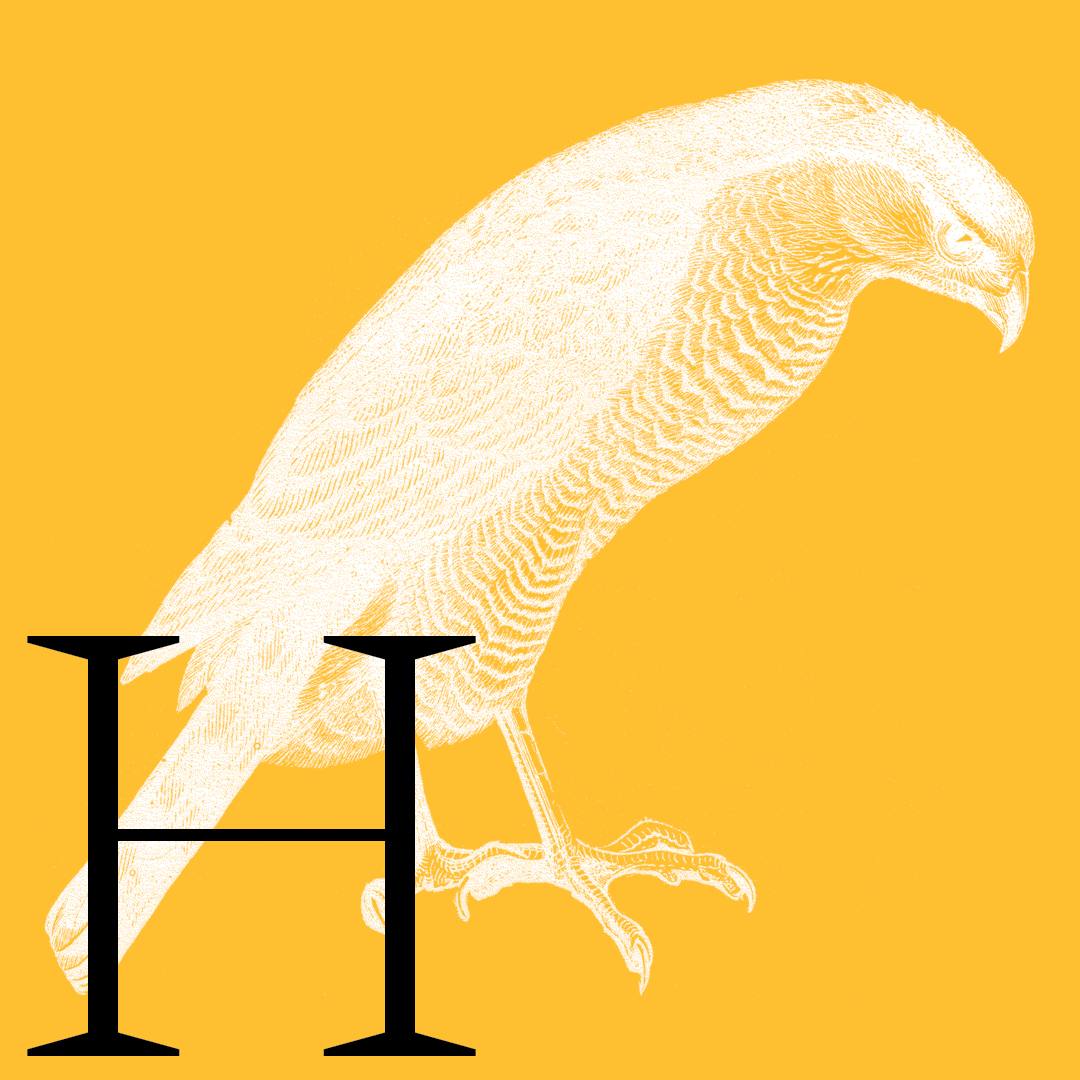 Hawk–From the Granite Bay Graphic Design Animal Alphabet
