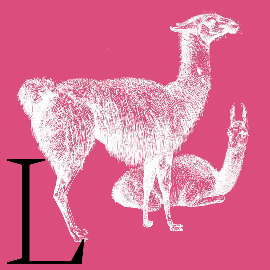 Llama–From the Granite Bay Graphic Design Animal Alphabet