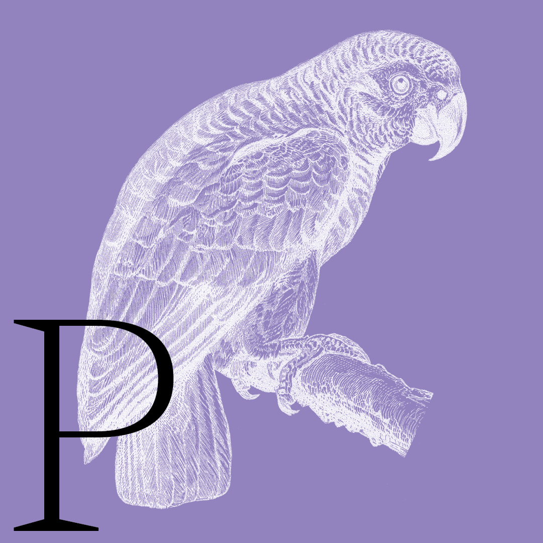 Parrot–From the Granite Bay Graphic Design Animal Alphabet