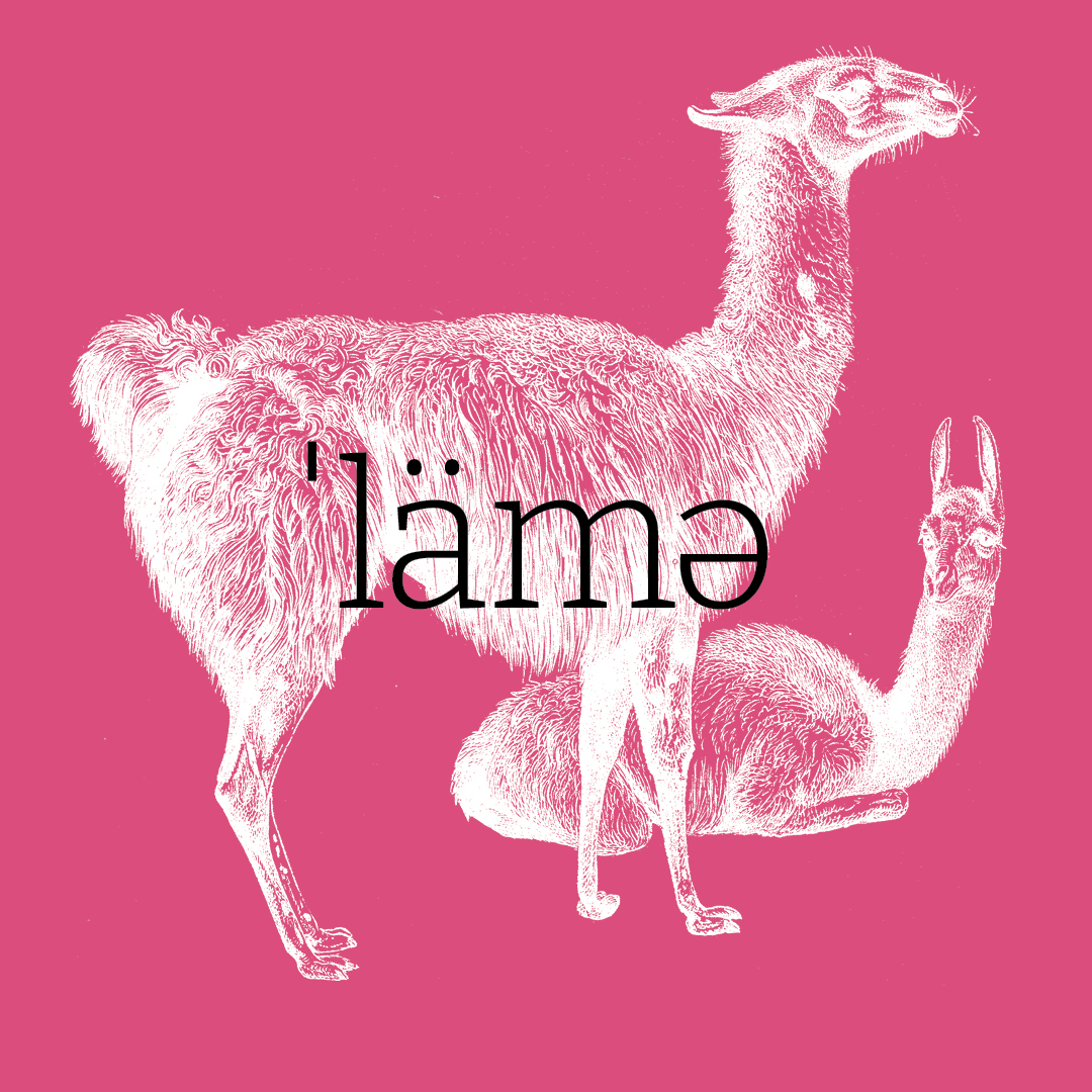 Llama–Animal Alphabet by Granite Bay Graphic Design