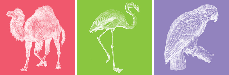 Granite Bay Graphic Design Animal Alphabet–Camel, Flamingo and Parrot