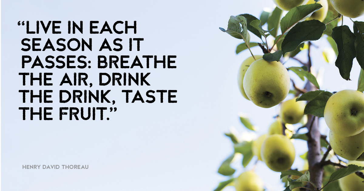 “Live in each season as it passes: breathe the air, drink the drink, taste the fruit.” Henry David Thoreau