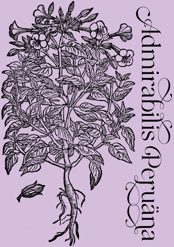 Admirabilis Peruäna—Plant and Flower Engravings on Granite Bay Graphic Design