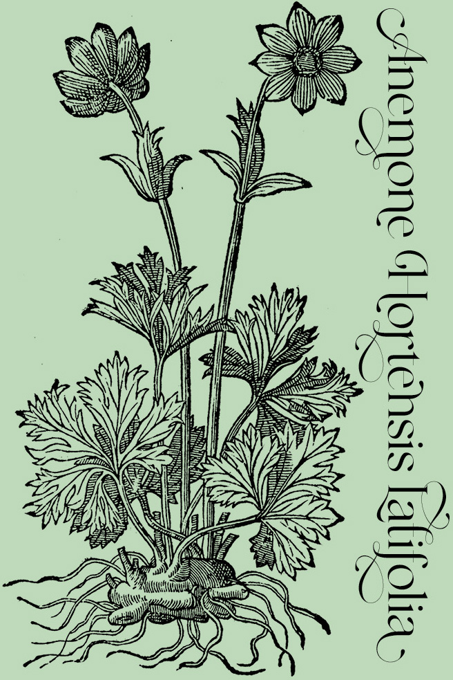 Anemone Hortensis Latifolia—Plant and Flower Engravings on Granite Bay Graphic Design
