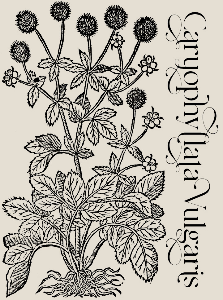 Caryophyllata Vulgaris—Plant and Flower Engravings on Granite Bay Graphic Design