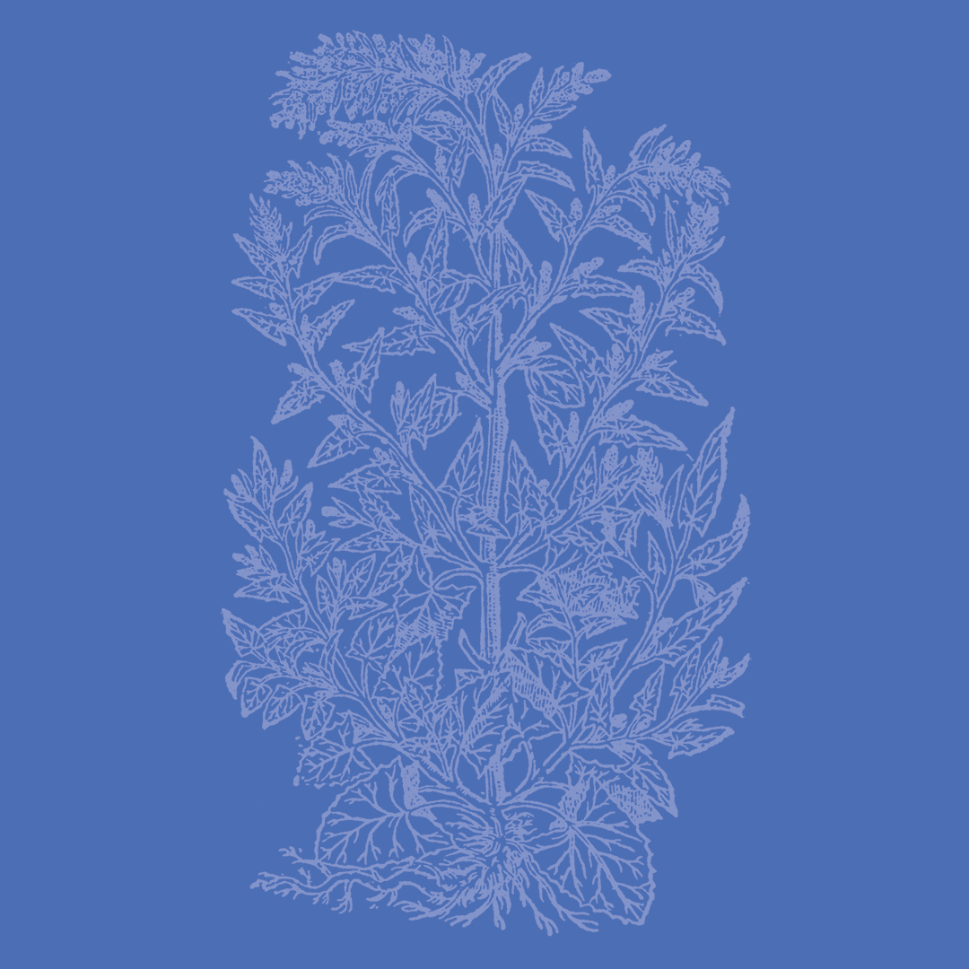 Garden Orache from the Granite Bay Graphic Design Plant and Flower Alphabet