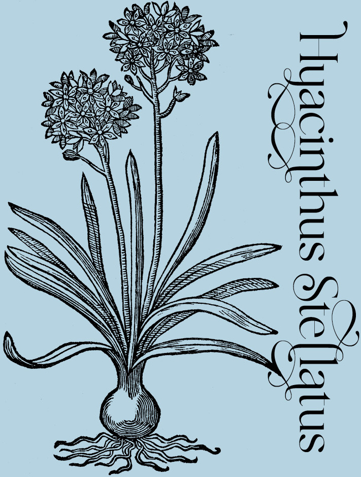 Hyacinthus Stellatus—Plant and Flower Engravings on Granite Bay Graphic Design