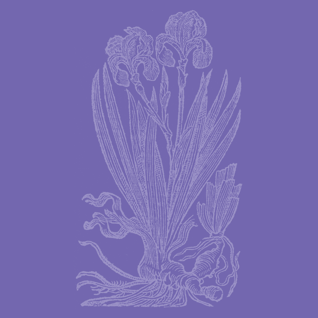 Iris Germanica from the Granite Bay Graphic Design Plant and Flower Alphabet
