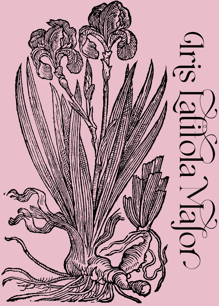 Iris Latifola Major—Plant and Flower Engravings on Granite Bay Graphic Design