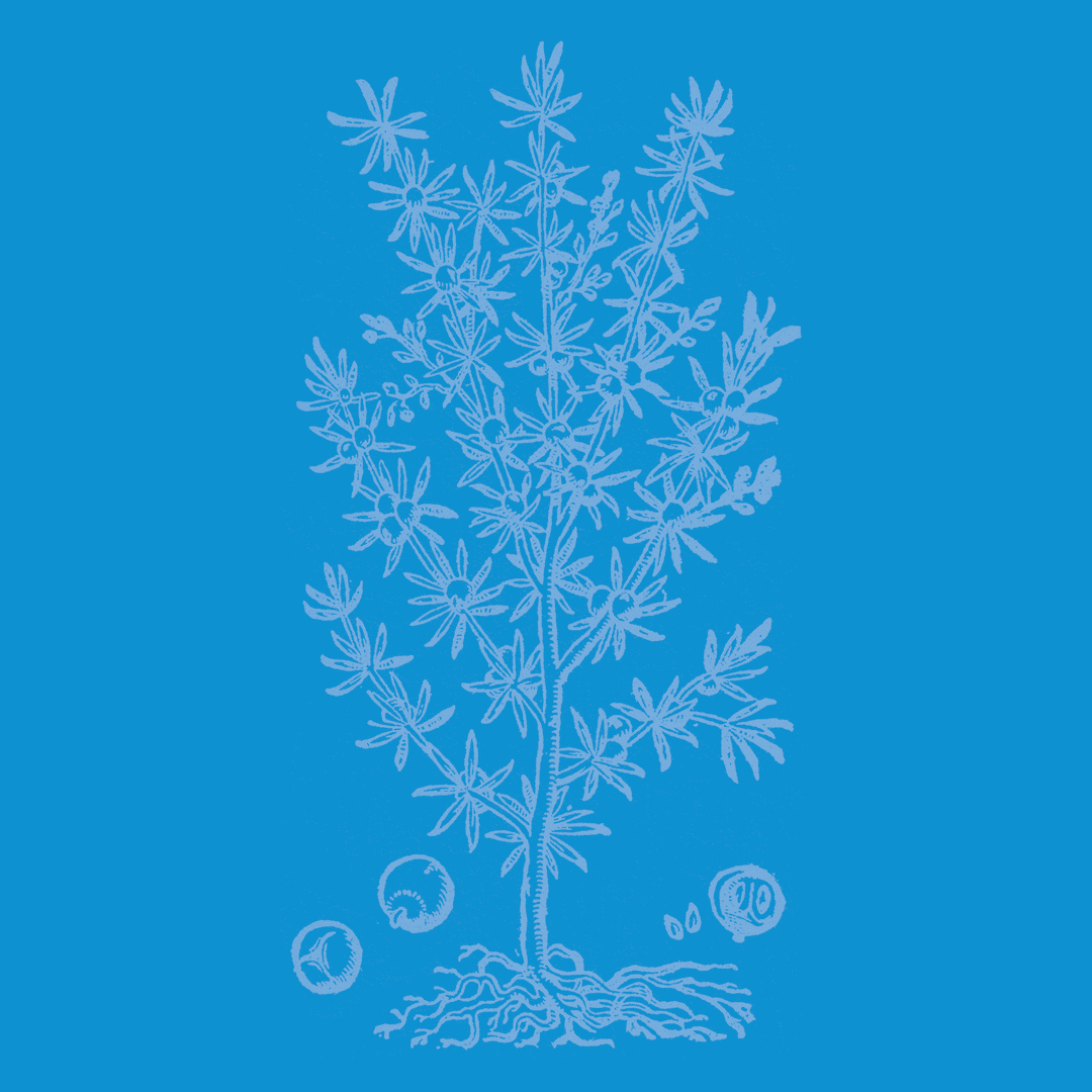 Juniper from the Granite Bay Graphic Design Plant and Flower Alphabet