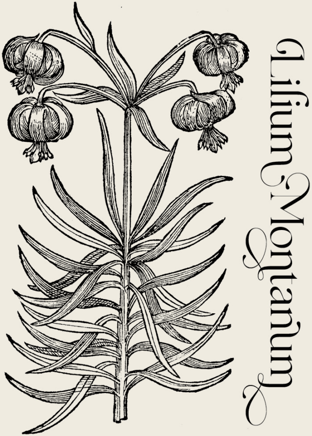 Lilium Montanum—Plant and Flower Engravings on Granite Bay Graphic Design