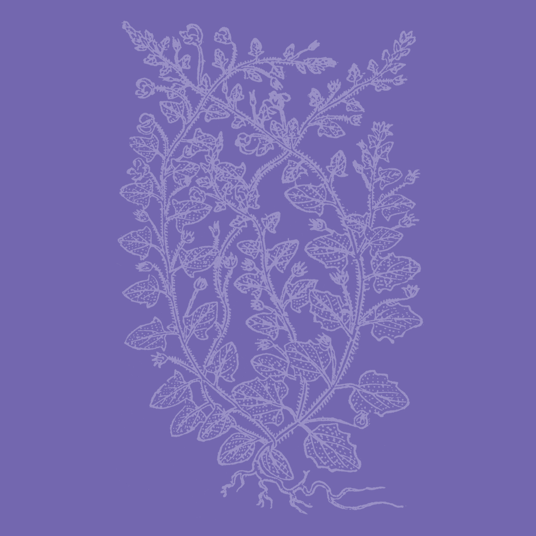 Linaria (Pointed) from the Granite Bay Graphic Design Plant and Flower Alphabet