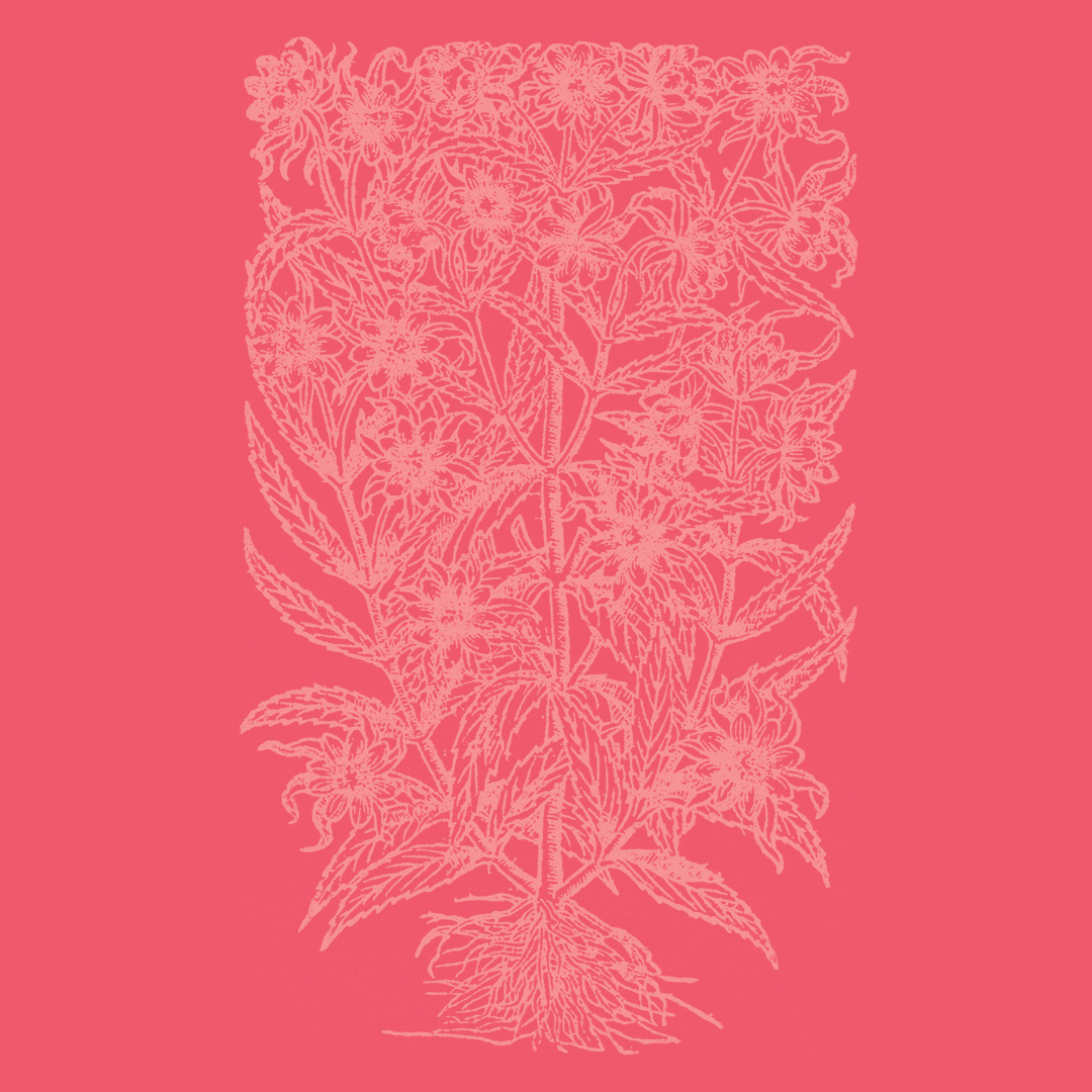 Nodding Bur Marigold from the Granite Bay Graphic Design Plant and Flower Alphabet
