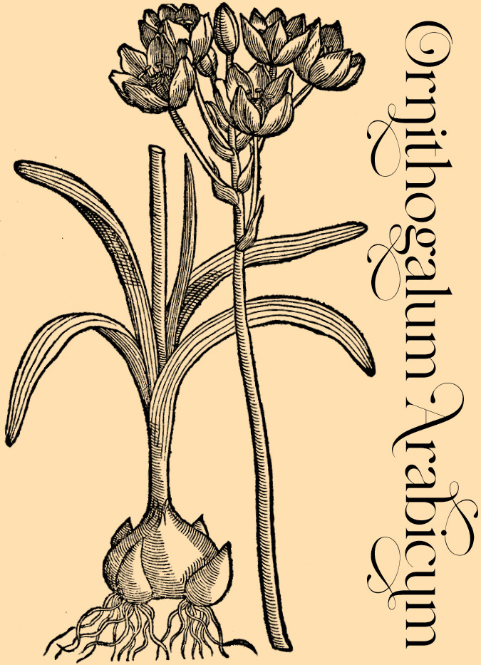Ornithogalum Arabicum—Plant and Flower Engravings on Granite Bay Graphic Design