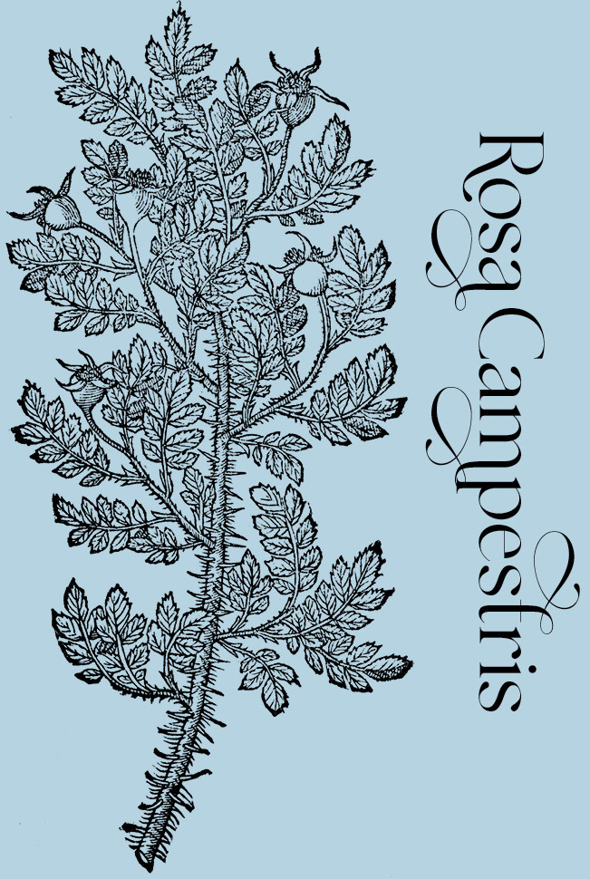 Rosa Campestris—Plant and Flower Engravings on Granite Bay Graphic Design