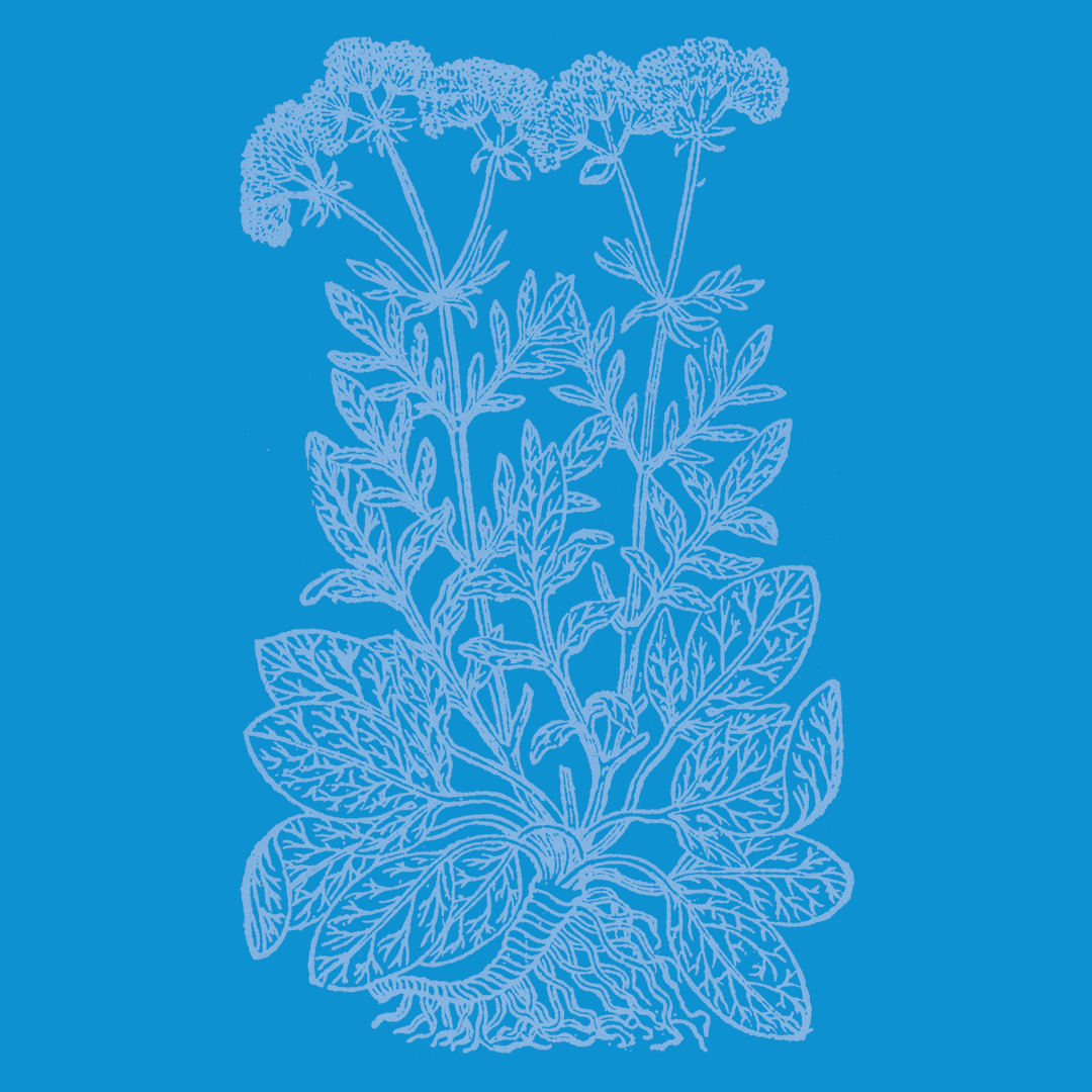 Valerian (Garden) from the Granite Bay Graphic Design Plant and Flower Alphabet