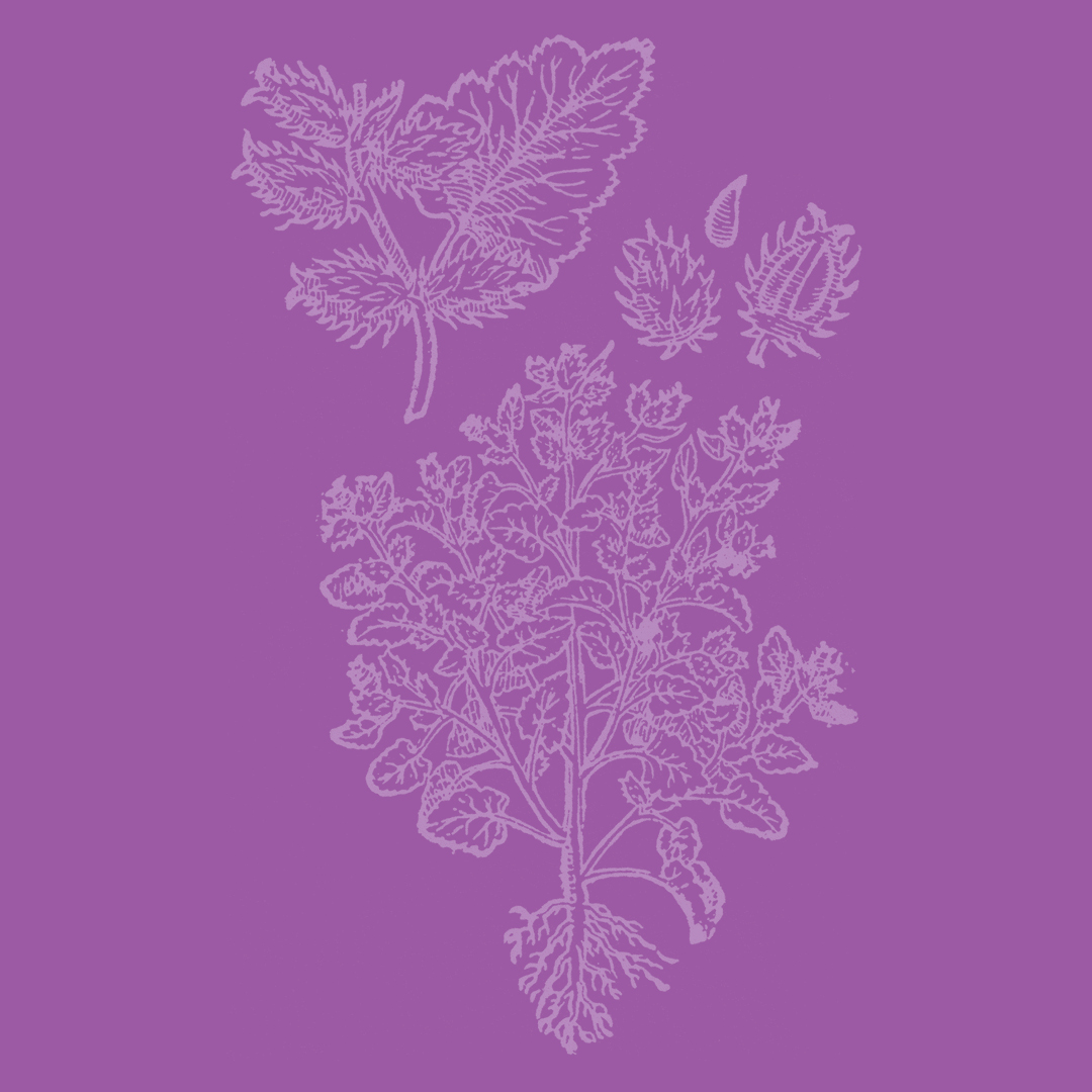 Xanthum (Lesser Burdock) from the Granite Bay Graphic Design Plant and Flower Alphabet