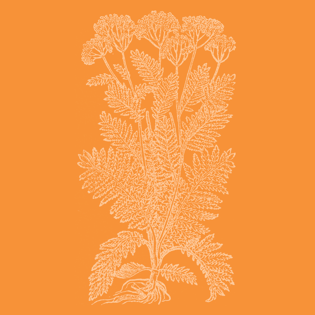 Yarrow (Milfoil) from the Granite Bay Graphic Design Plant and Flower Alphabet