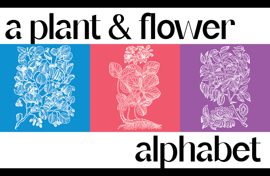 A Plant and Flower Alphabet on Granite Bay Graphic Design