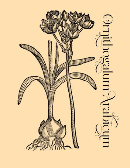 Plant and Flower Engravings on Granite Bay Graphic Design