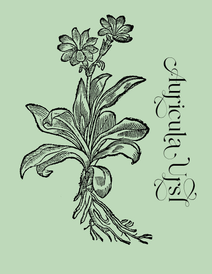 Plant and Flower Engravings on Granite Bay Graphic Design