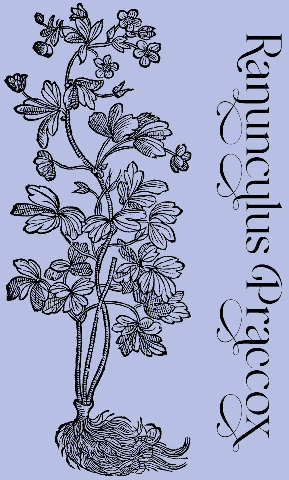 Ranunculus Praecox—Plant and Flower Engravings on Granite Bay Graphic Design