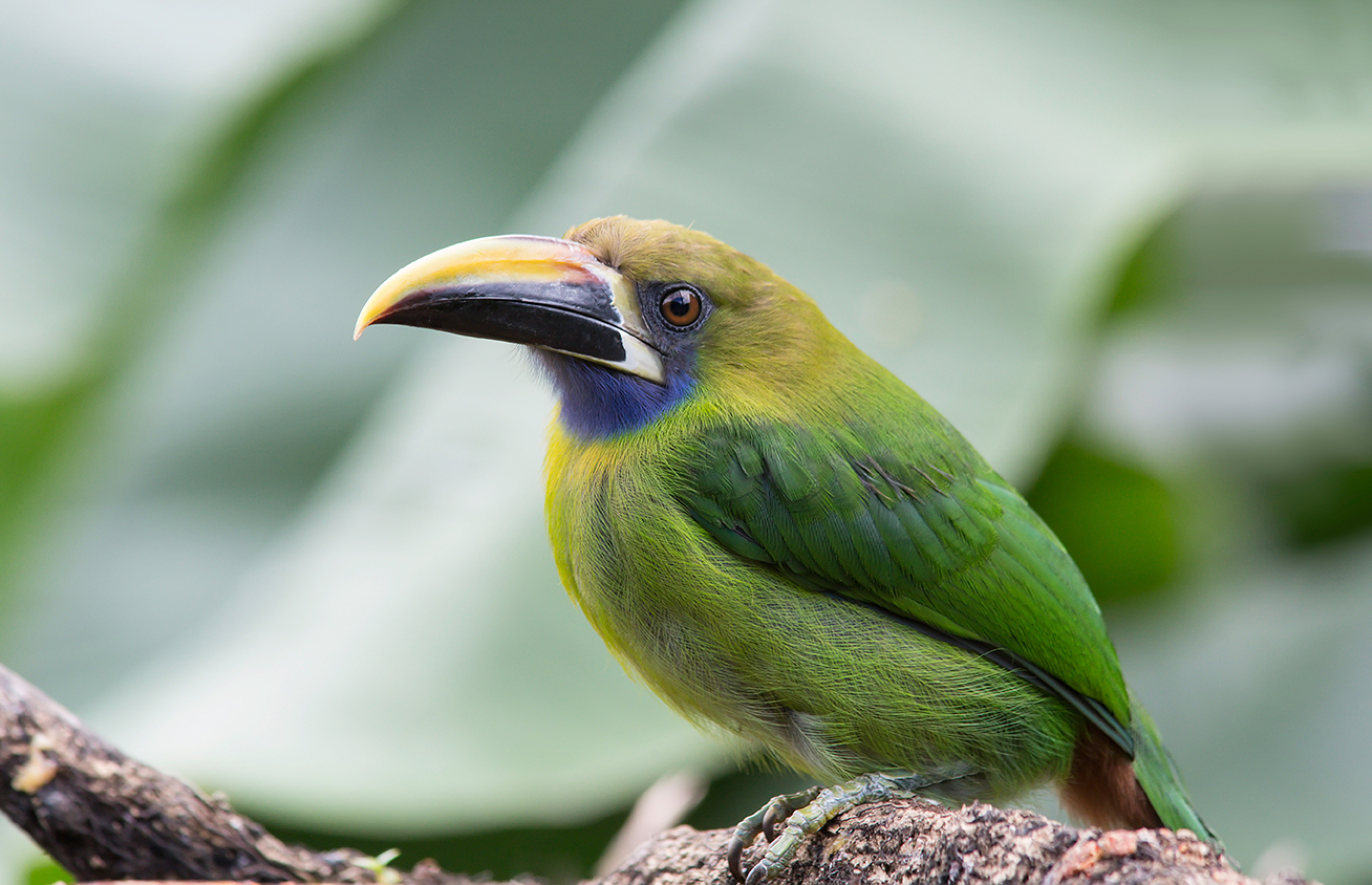 An Emerald Toucanet, one of the many bird species in Panama.