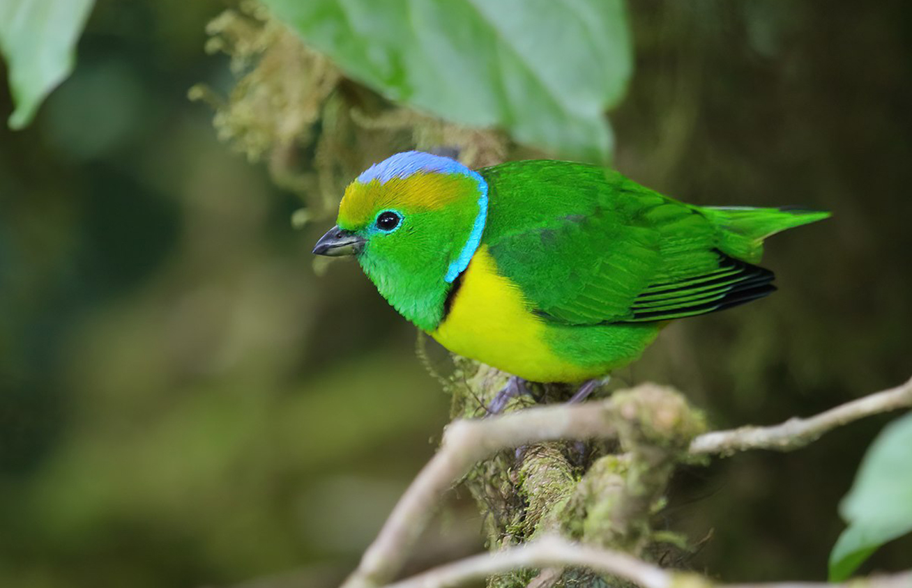 A Golden-Browed Chlorophobia, one of the many bird species in Panama.