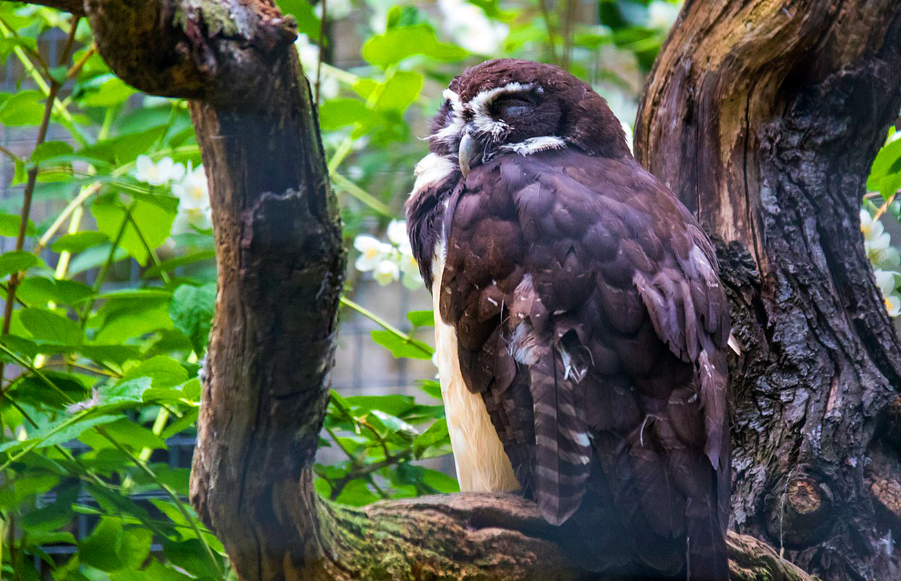 A Spectacled Owl, one of the many bird species in Panama.