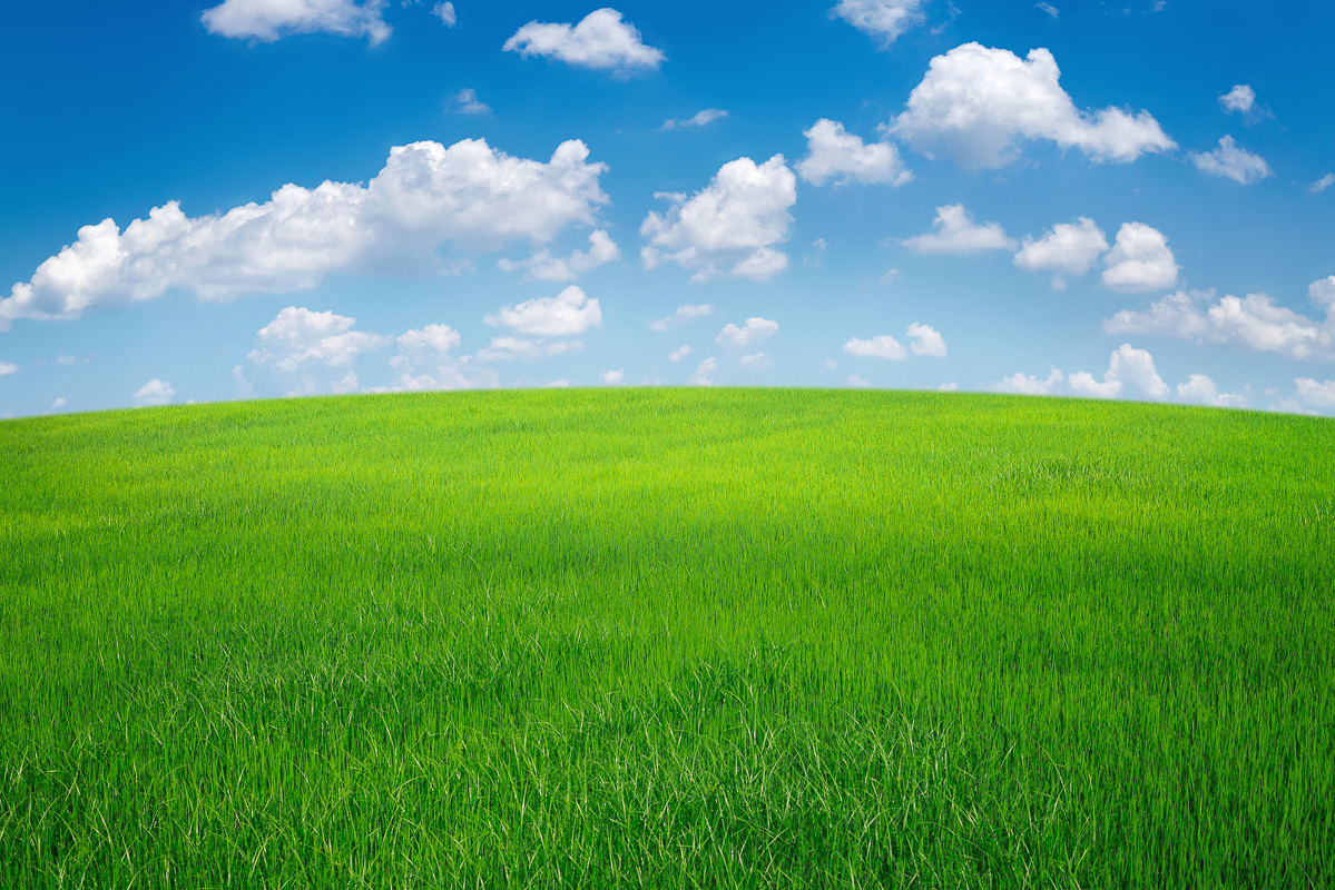 green grass field with blue sky ad white cloud. nature landscape background