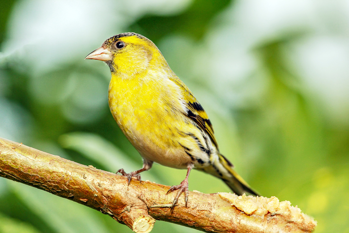 American Goldfinch Chordata black and yellow perched on a tree branch