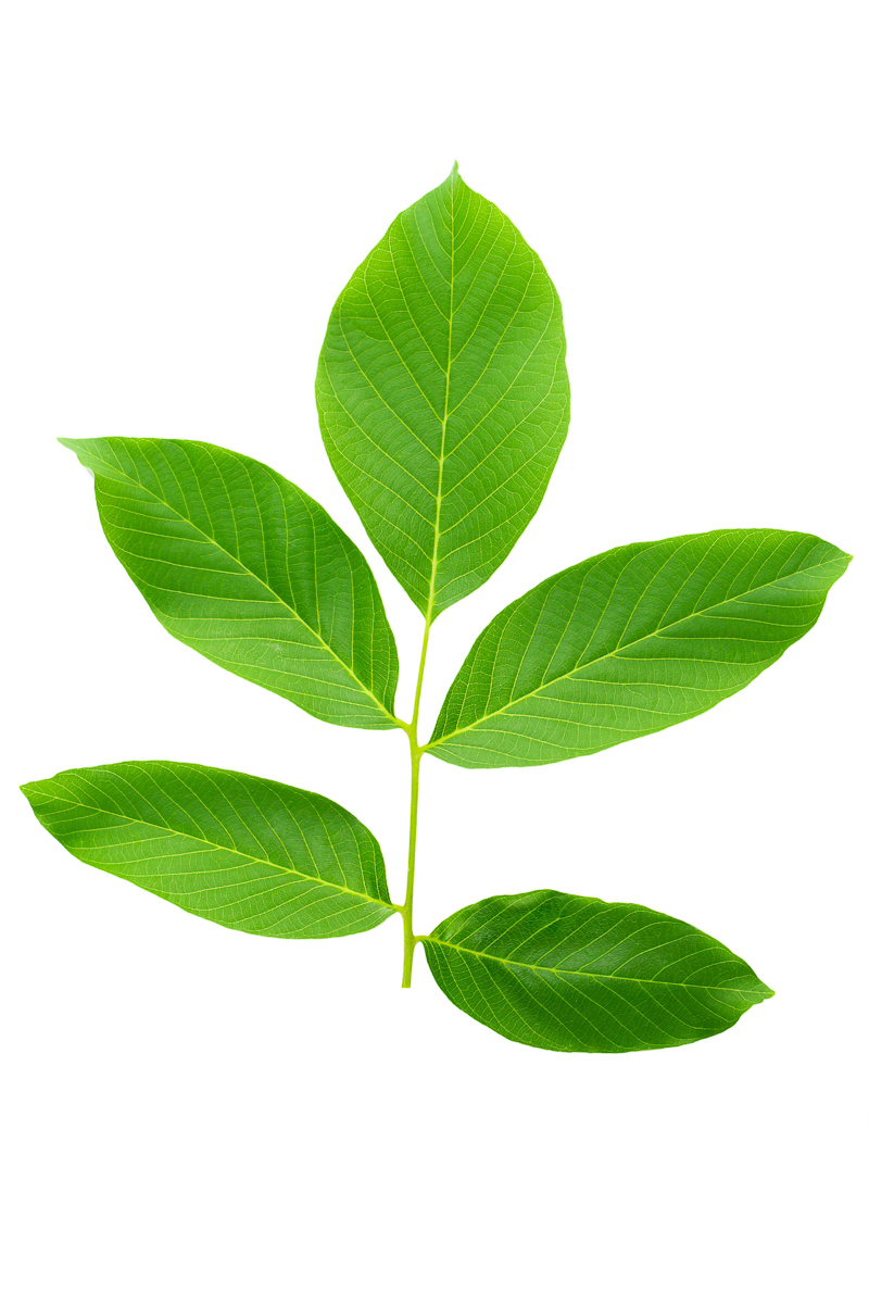 Walnut leaves isolated on white background. 