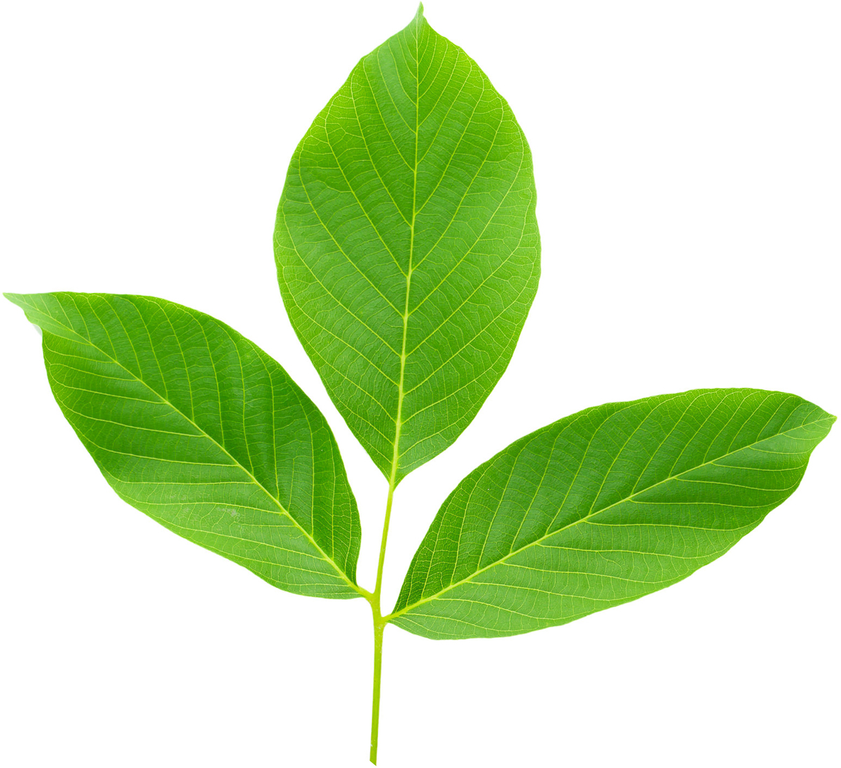 Walnut leaves isolated on white background. 