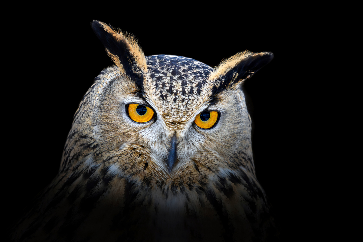 Owl looking big eyes out of the darkness close