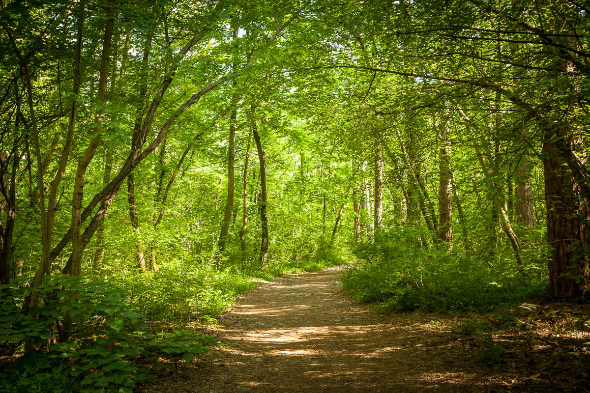 Path in beautiful green forest in summer