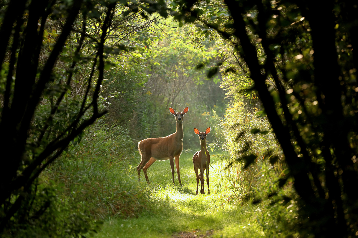 White tailed deer fawn witj hind on natural trail in north Wisconsin.