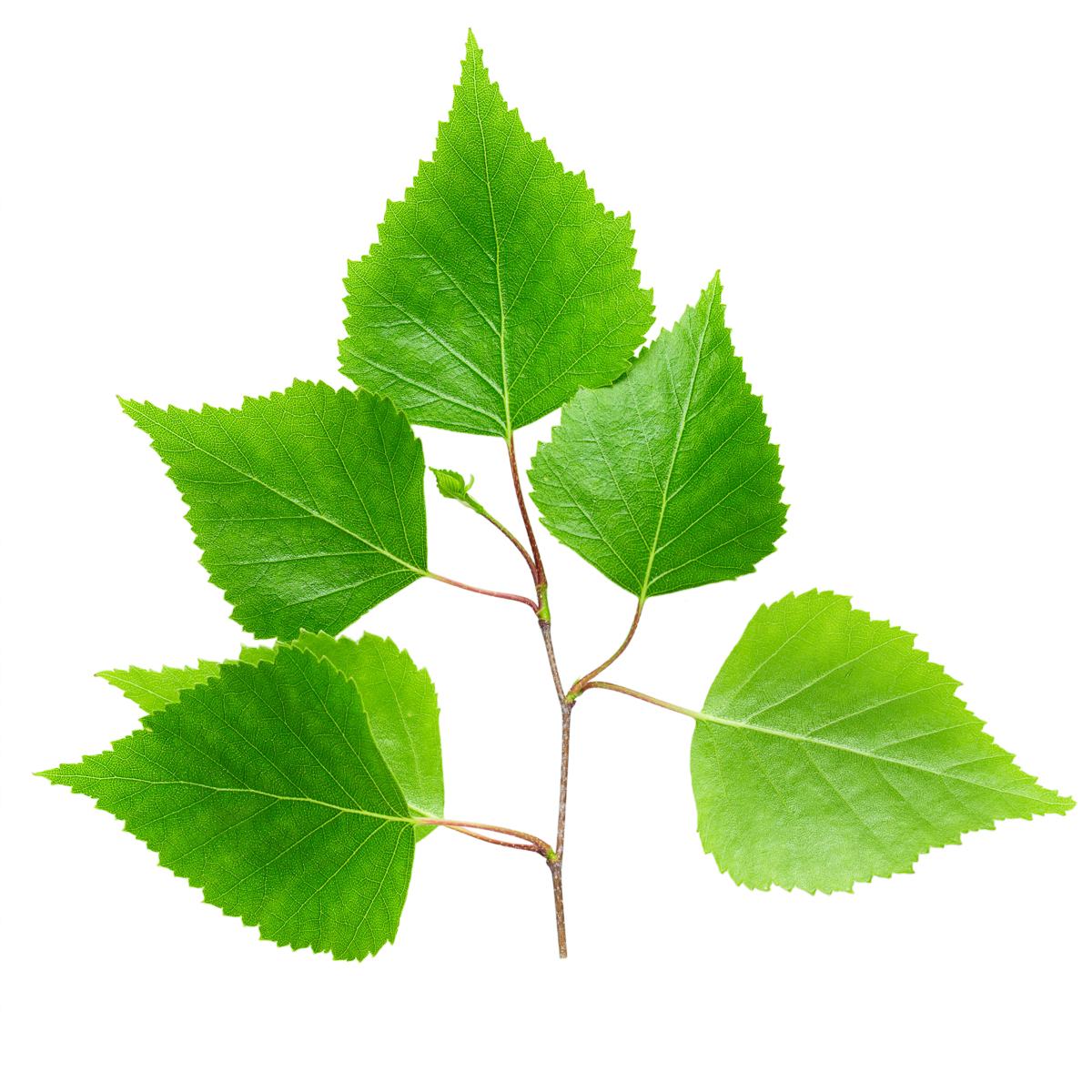 Birch branch with green leaves on a white background full depth of field. 