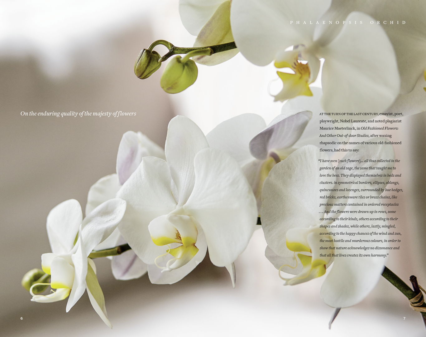 Madison Flower Shop Anniversary Edition Magazine Booklet