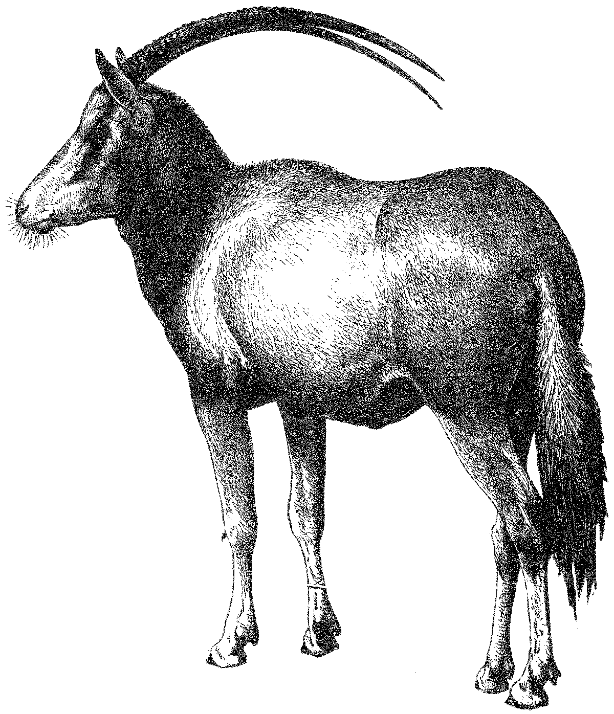 Animal Alphabet: Antelope on Granite Bay Graphic Design (@gbdcreative)