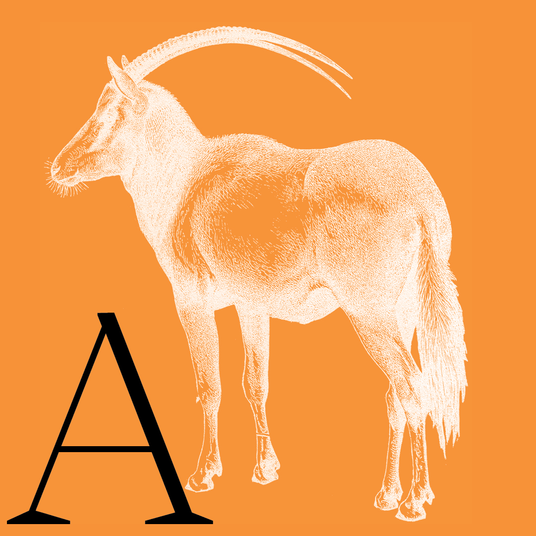 Antelope–From the Granite Bay Graphic Design Animal Alphabet