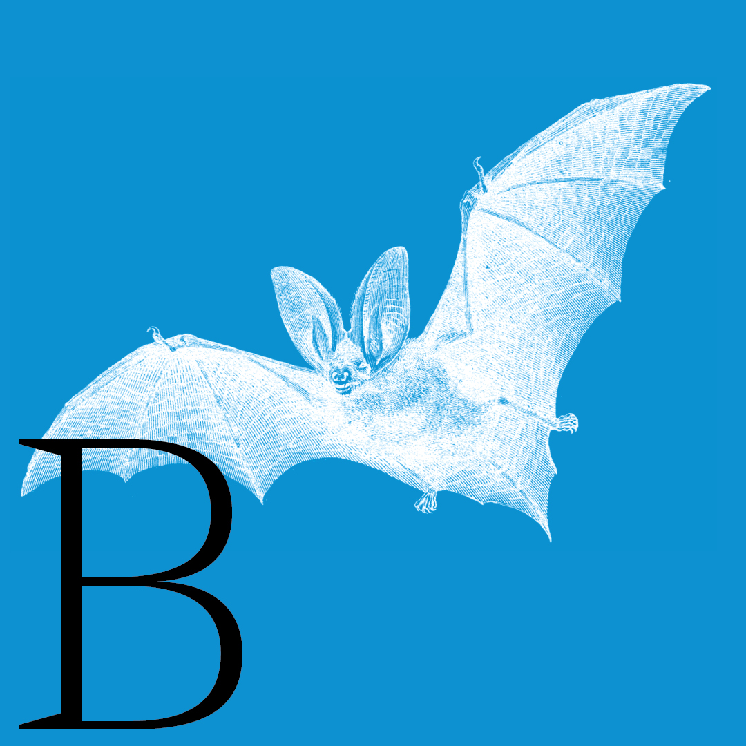 Bat–From the Granite Bay Graphic Design Animal Alphabet