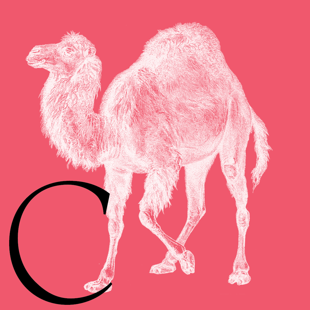 Camel–From the Granite Bay Graphic Design Animal Alphabet
