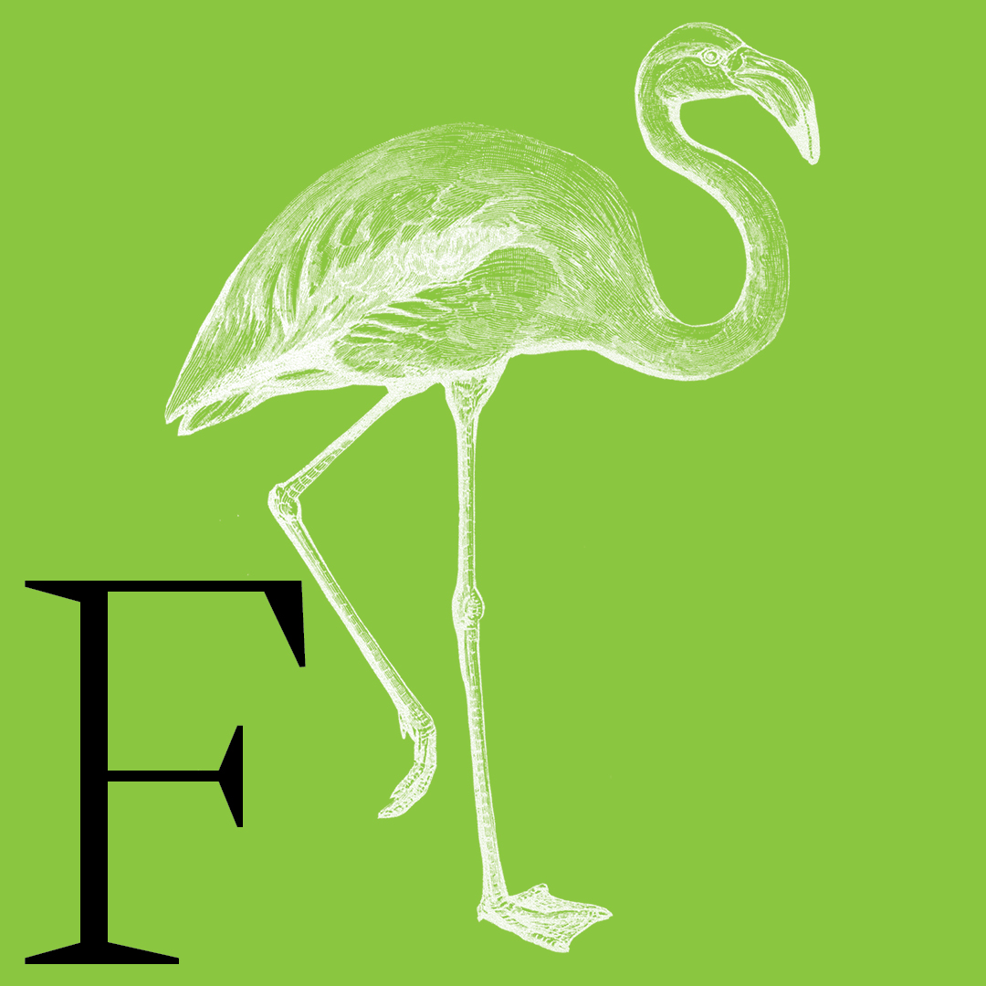 Flamingo–From the Granite Bay Graphic Design Animal Alphabet