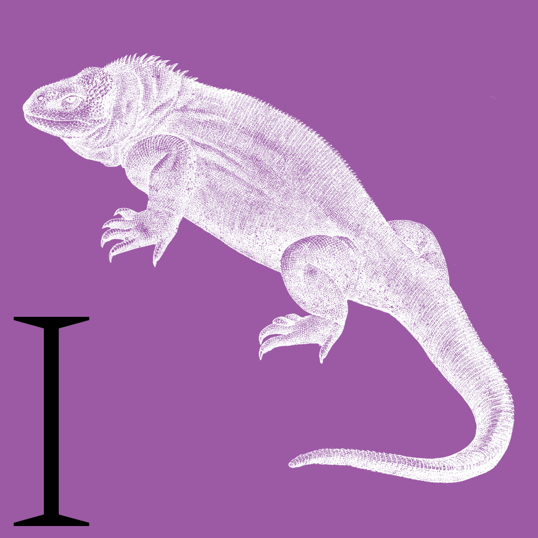 Iguana–From the Granite Bay Graphic Design Animal Alphabet