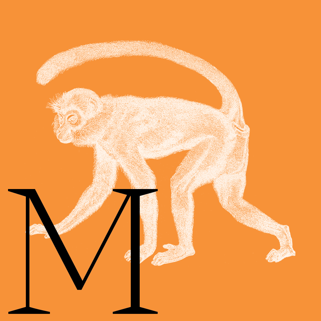 Monkey–From the Granite Bay Graphic Design Animal Alphabet