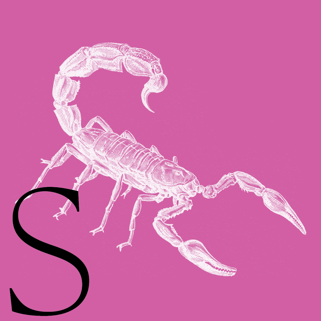 Scorpion–From the Granite Bay Graphic Design Animal Alphabet