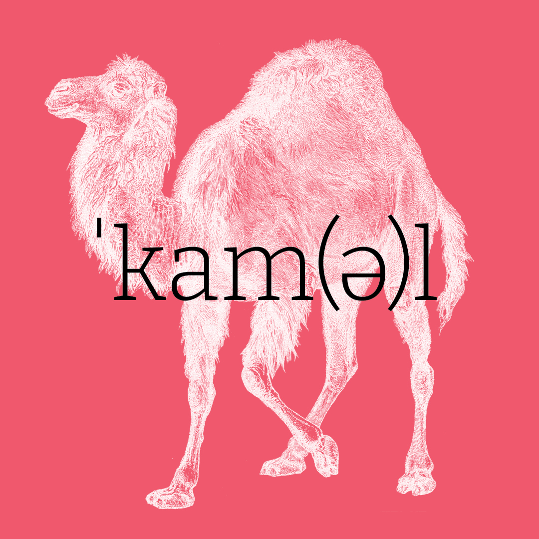 Camel–Animal Alphabet by Granite Bay Graphic Design