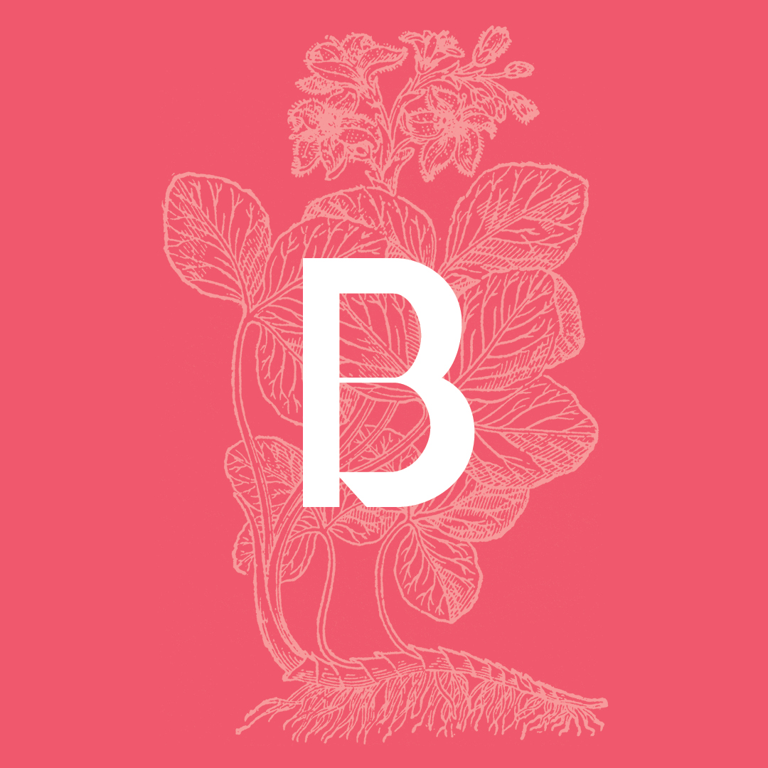 Buckbean from the Granite Bay Graphic Design Plant and Flower Alphabet