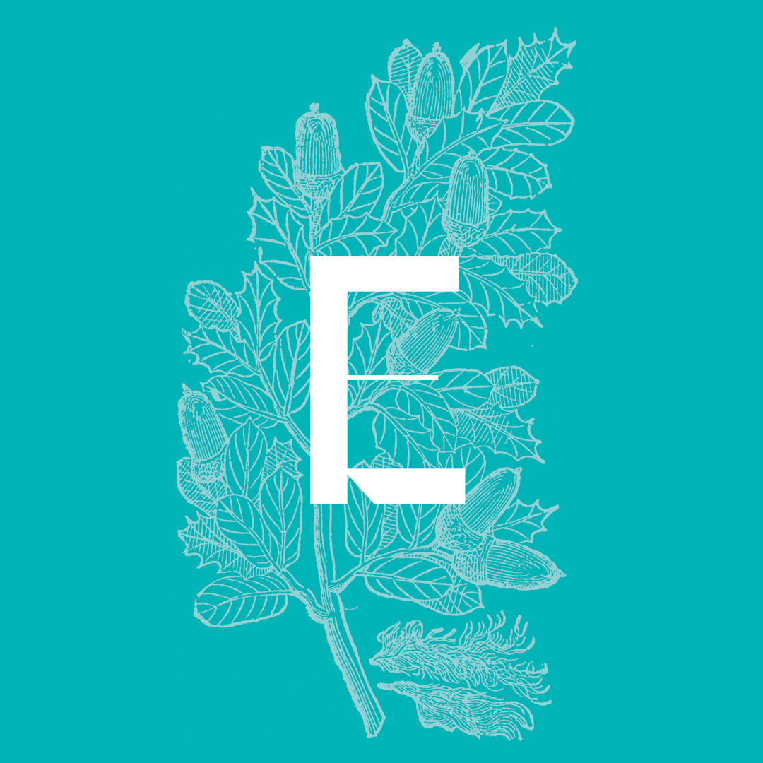Evergreen Oak from the Granite Bay Graphic Design Plant and Flower Alphabet